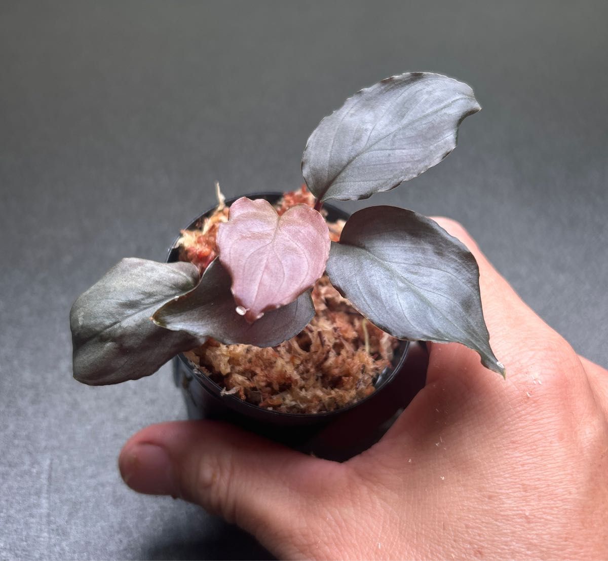 Homalomena sp. Platinum Frill ②