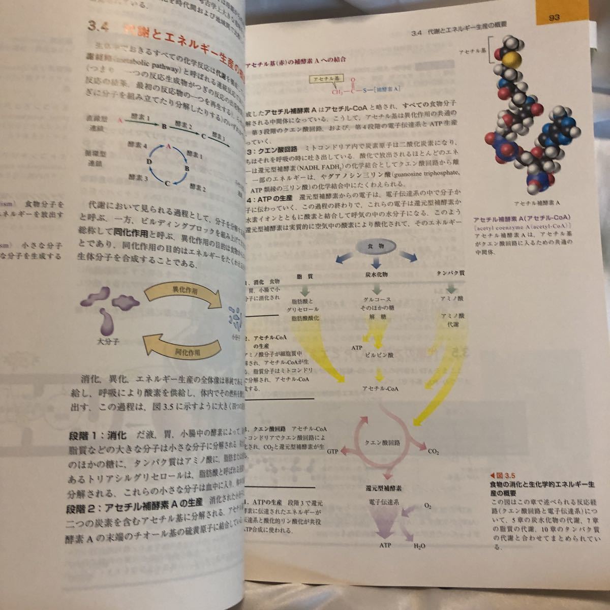 業界No.1 マクマリー生物有機化学 生化学編 biomagnasa.com