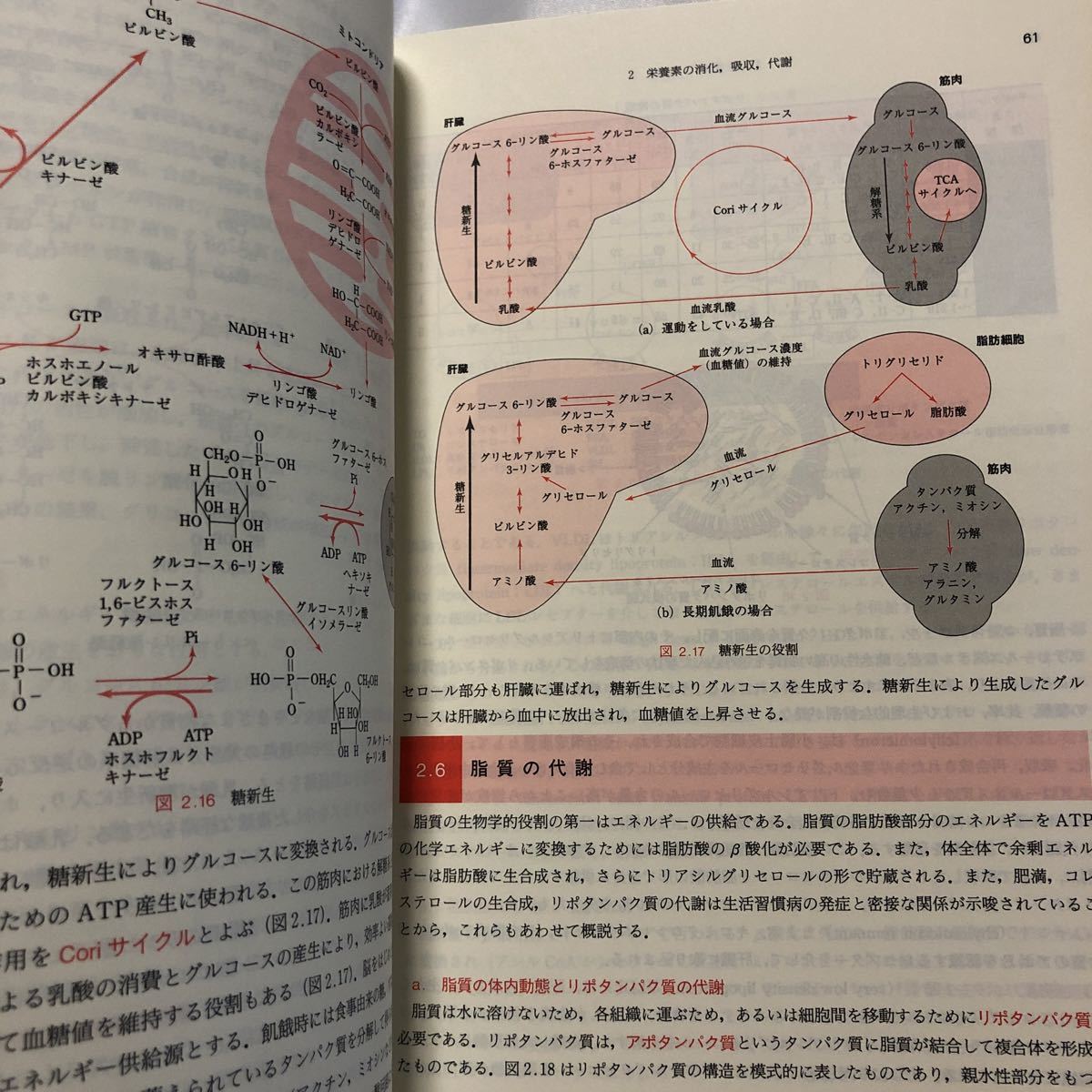 衛生薬学　第3版　朝倉書店_画像5