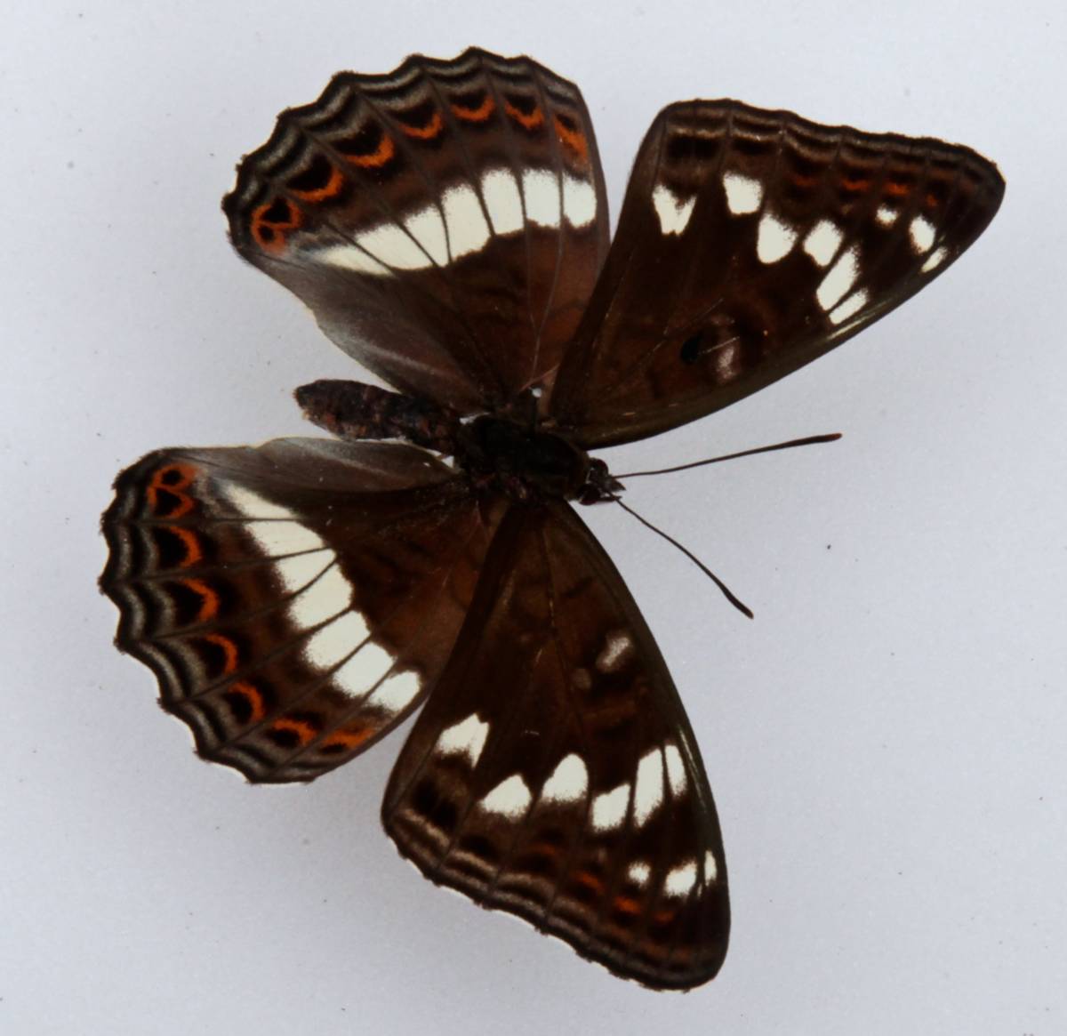 蝶の標本 オオイチモンジ １箱