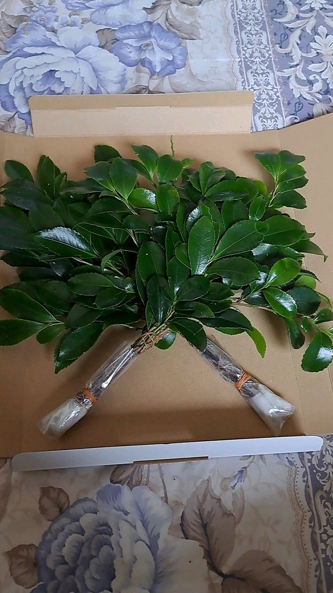お榊一対2束 30~33㎝程水下12㎝ 専用箱発送
