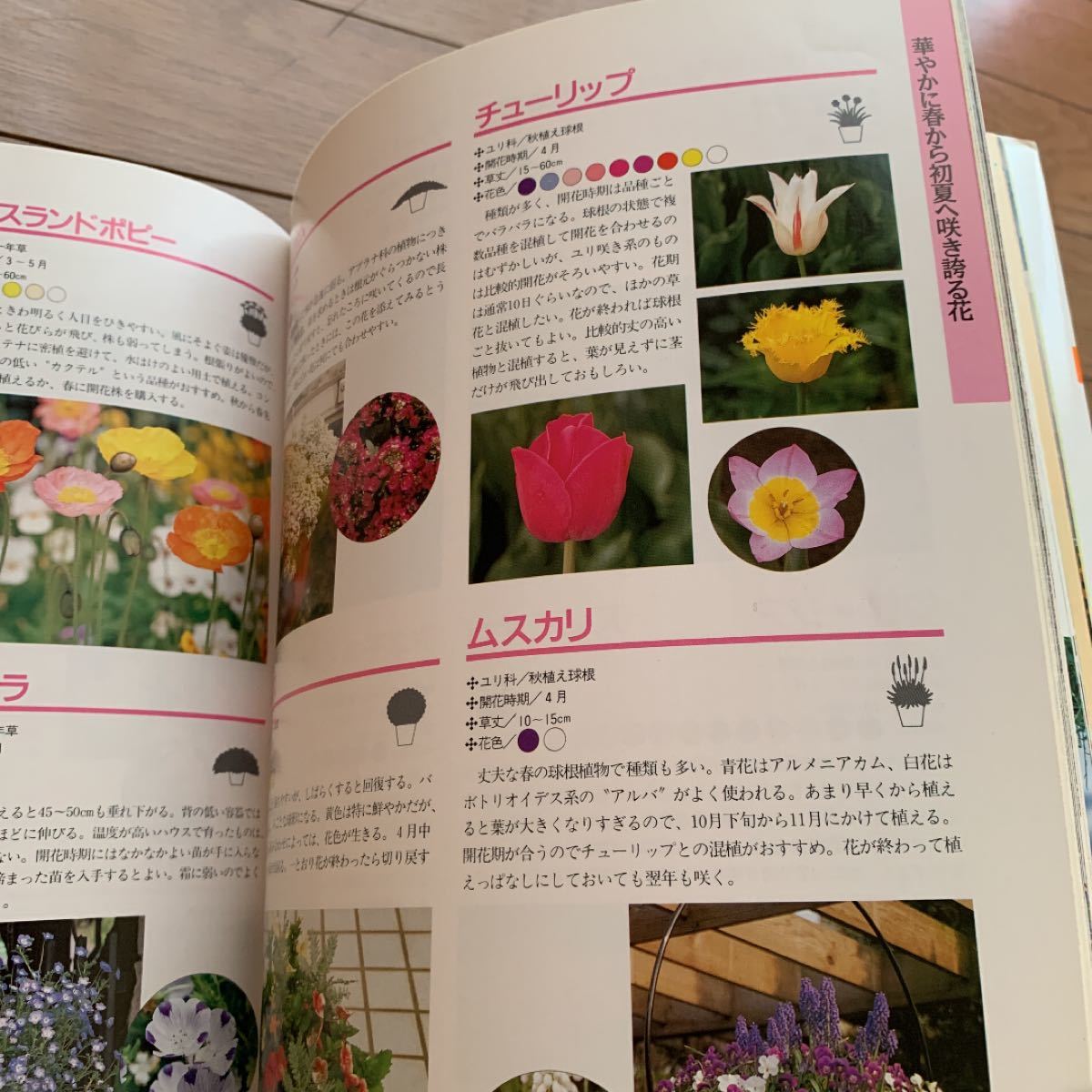 Paypayフリマ おしゃれな花の寄せ植え 花 ガーデン ガーデニング 本