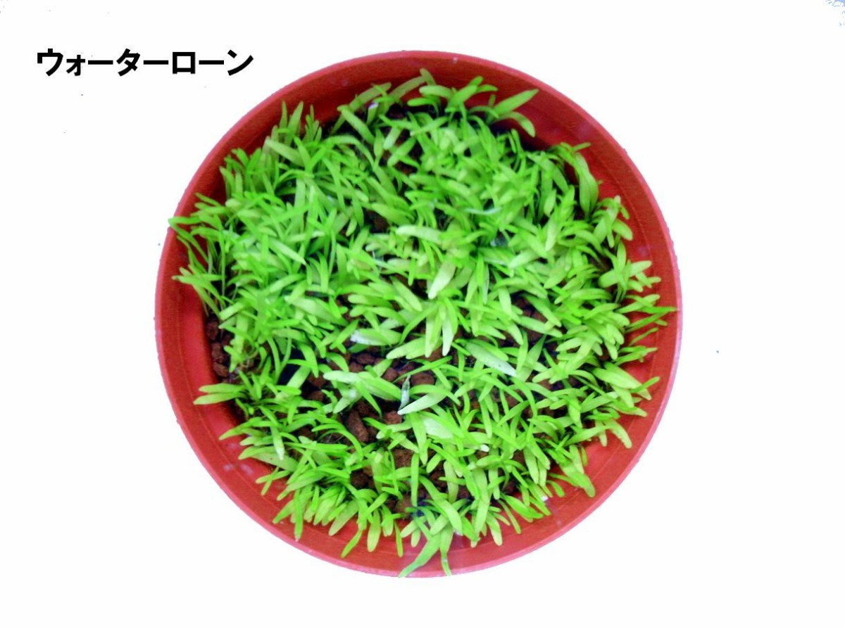 Paypayフリマ 30食虫植物ウォーターローン 柔らかな感じの前景に Paypayフリマ 30食虫植物ウォーターローン 柔らかな感じの前景に