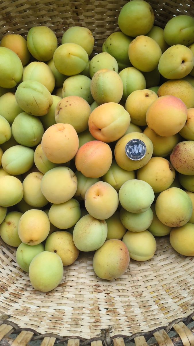 南高梅 木熟間近 5kg 大玉サイズ 無農薬 自然栽培 農家直送手摘み梅