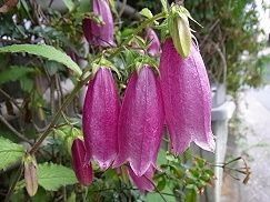 蛍袋　ホタルブクロ　赤紫　（5株）