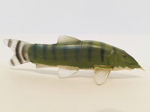 アユモドキ　魚類　魚　海　川　フィギュア　日本　生き物　生物　動物　ミニチュア　４８_画像2