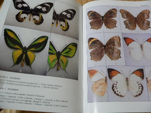 FUTAO(FUTAO会)1~56号 Entomological journal of FUTAO-KAI FUTAO(FUTAO会)1~56号 Entomological journal of FUTAO-KAI