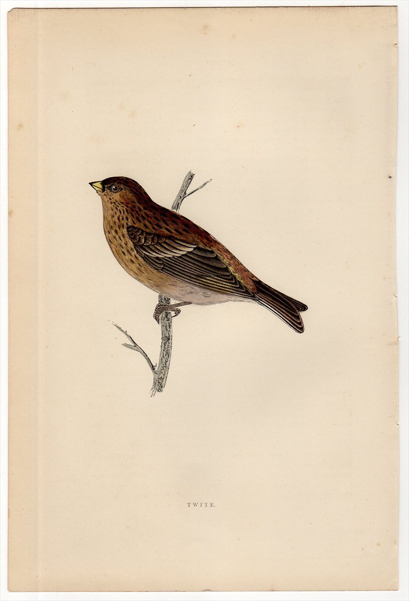 Morris 英国鳥類史 木版画　鳥　WOODCOCK