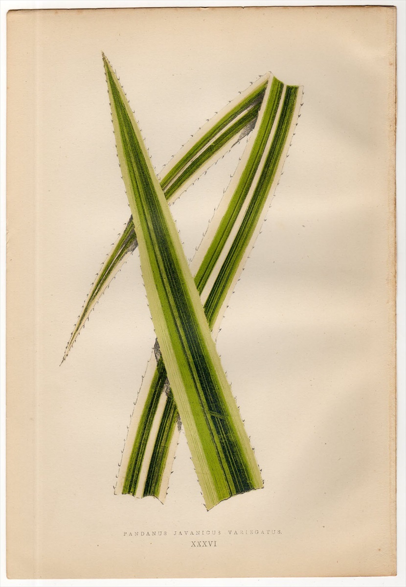 1872年 Lowe 多色刷木版 BEAUTIFUL LEAVED PLANTS Pl.36 タコノキ科 タコノキ属 PANDANUS JAVANICUS VARIEGATUS_画像1