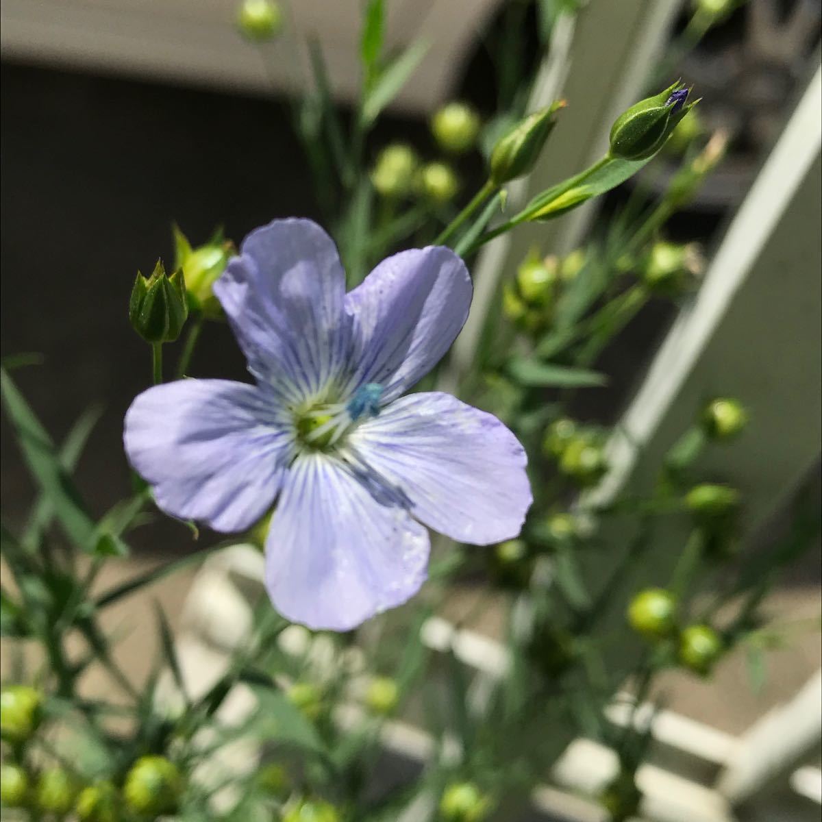 Paypayフリマ 花の種 宿根アマ 100粒 Paypayフリマ 花の種 宿根アマ 100粒