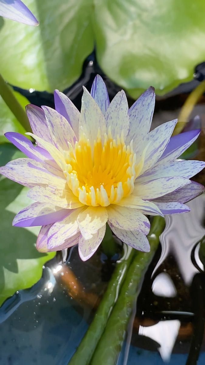 オリジナル スワンナ GY系 B 交配種 熱帯睡蓮 熱帯スイレン 睡蓮 スイレン 濃紫色 水生植物 ビオトープ 園芸 ガーデニング
