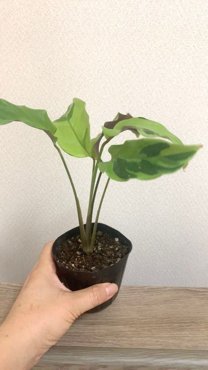 観葉 カラテア タイビューティー 斑入り 抜き苗