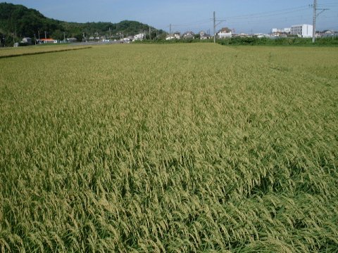 . peace 5 year production Shiga prefecture production ..... white rice 5 kilo 2280 jpy 