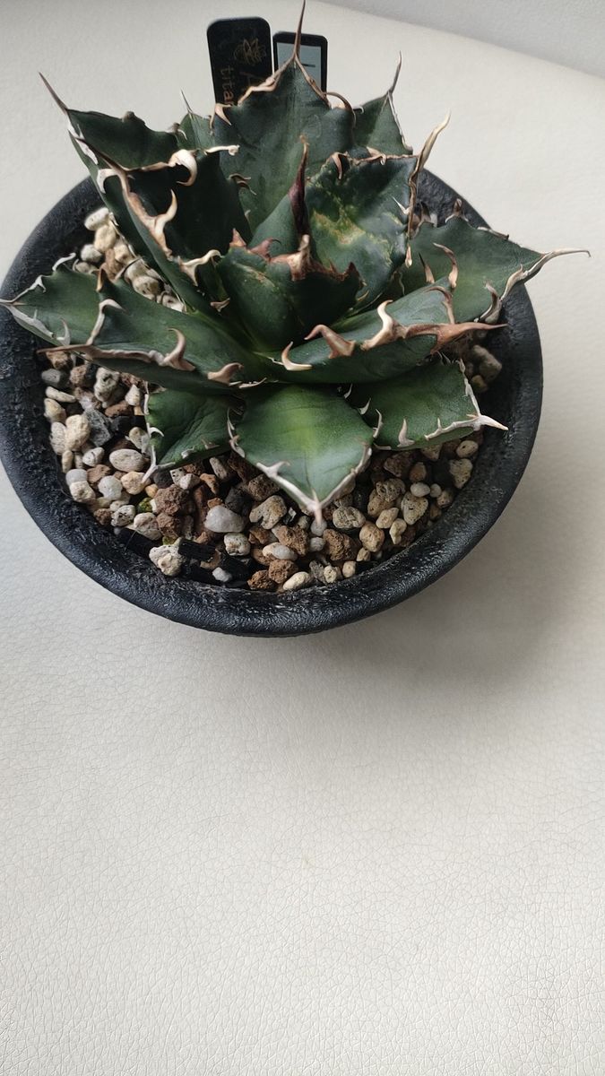 アガベ チタノタ鬼爪 agave