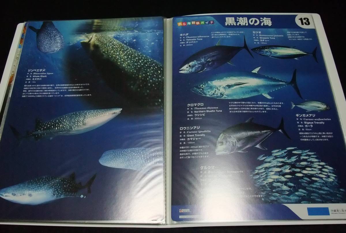 『沖縄美ら海水族館　美ら海観察ガイドファイル』　全16種32ページ揃_画像4
