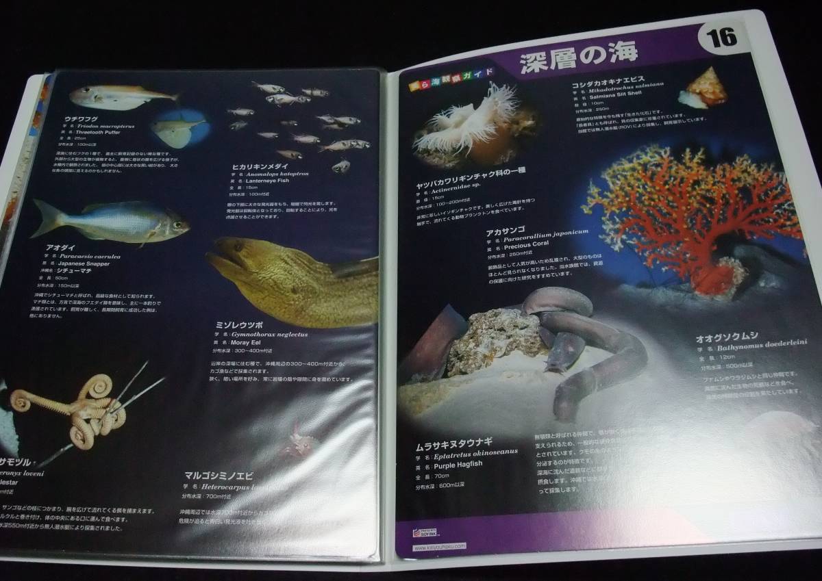 『沖縄美ら海水族館　美ら海観察ガイドファイル』　全16種32ページ揃_画像5