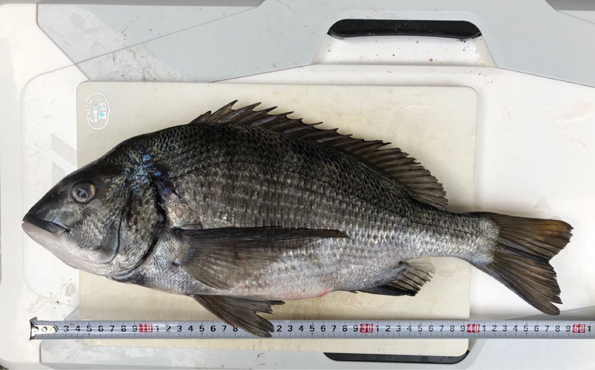 Paypayフリマ マダイ 投げ釣り 仕掛け 4個 Paypayフリマ マダイ 投げ釣り 仕掛け 4個