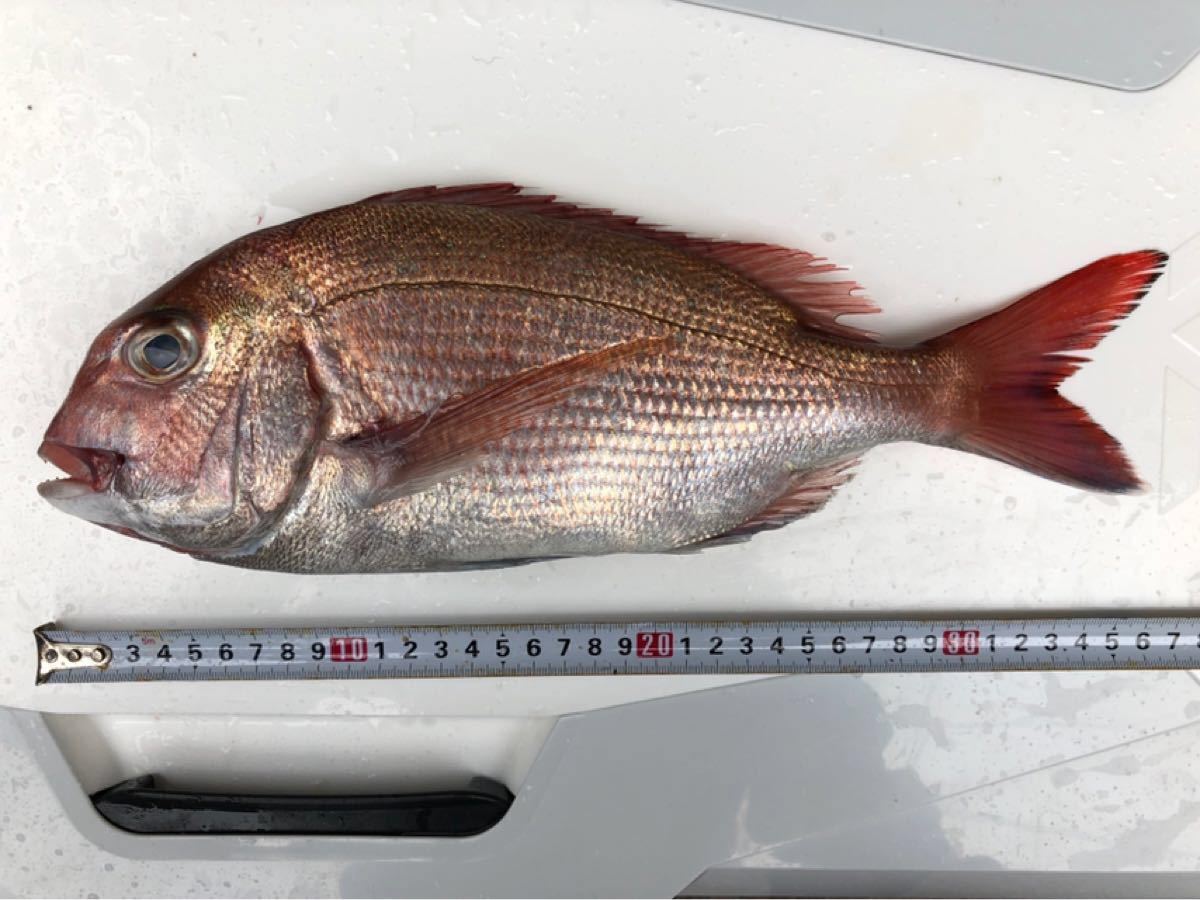 Paypayフリマ マダイ 投げ釣り 仕掛け 4個 Paypayフリマ マダイ 投げ釣り 仕掛け 4個