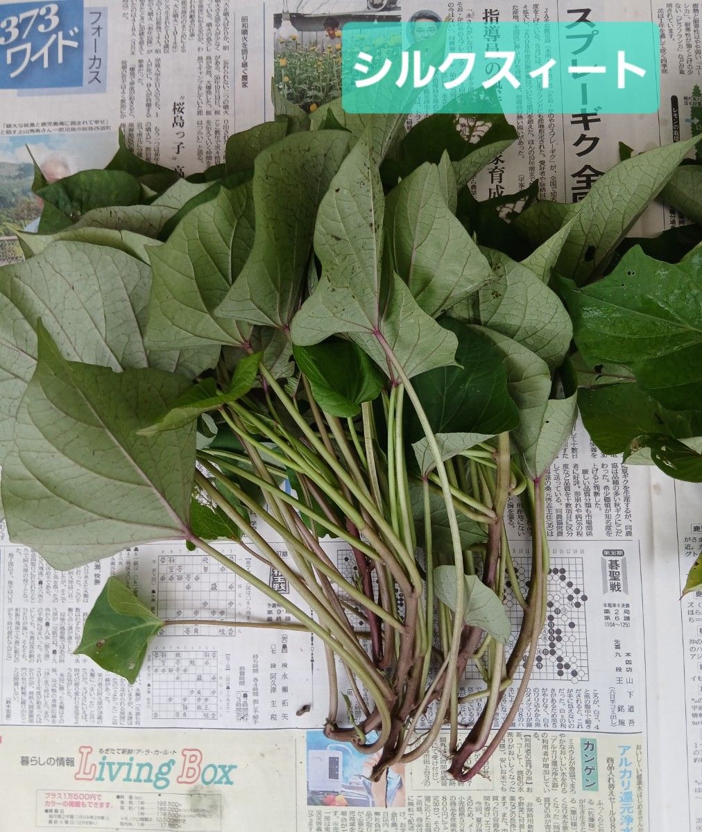 さつまいも苗　シルクスィート(5本)　紅はるか(5本)　計10本　芋苗　いも苗