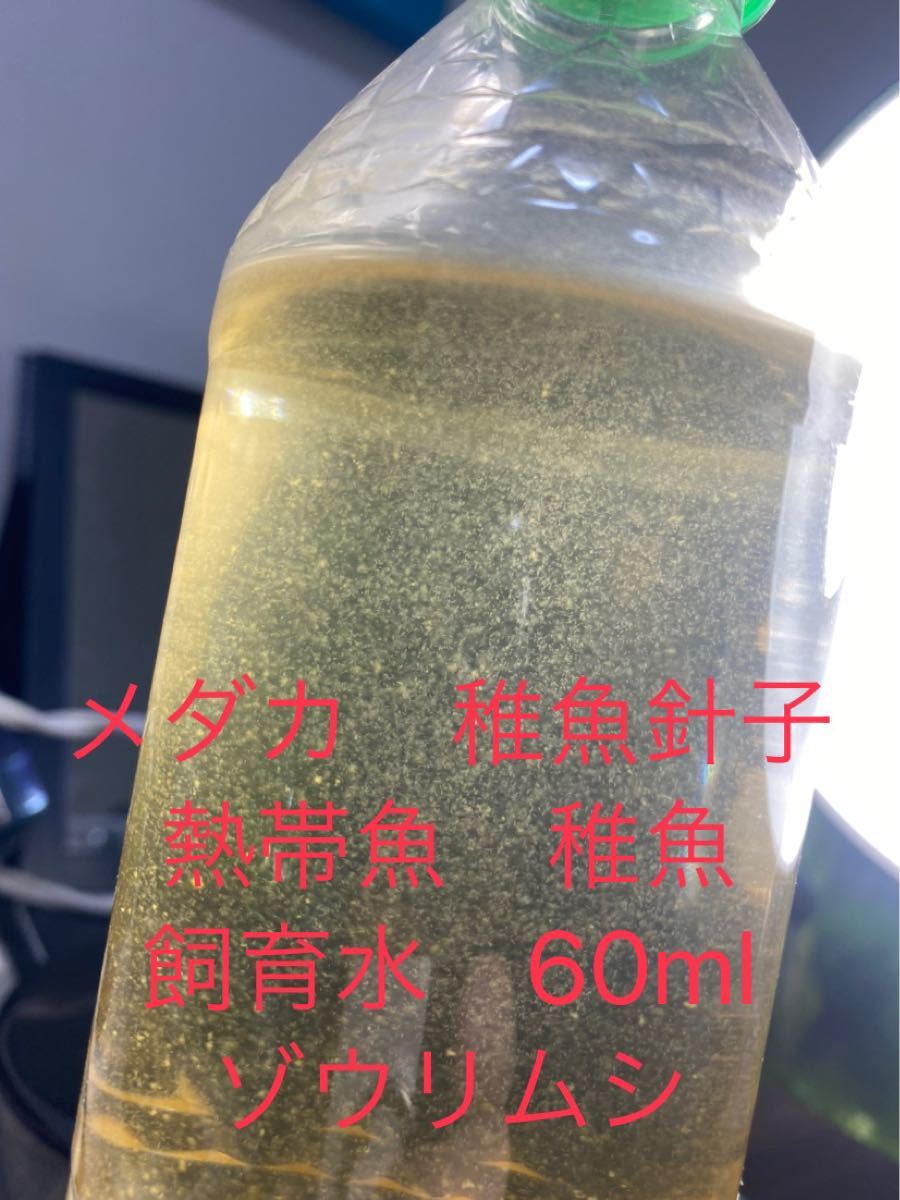 Paypayフリマ ゾウリムシ メダカ針子稚魚 飼育水 60ml インフゾリア Paypayフリマ ゾウリムシ メダカ針子稚魚 飼育水 60ml インフゾリア
