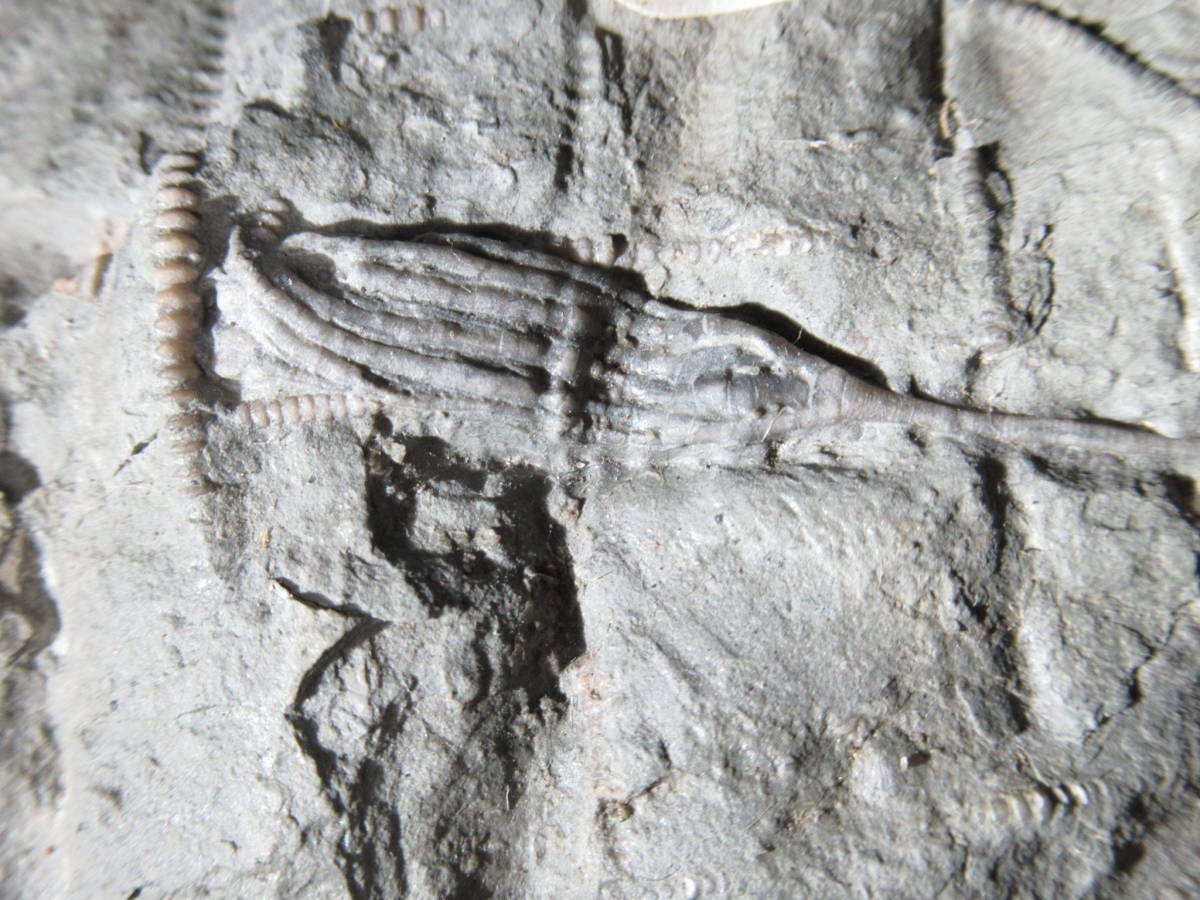 三葉虫が付着したウミユリ化石_画像8