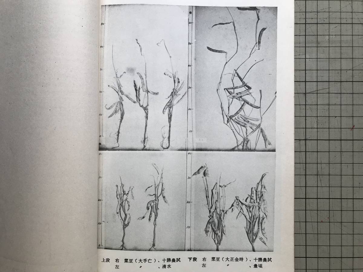 『北海道における昭和39年冷害の実態 技術調査中間報告』北海道農業試験場・北海道立農業試験場 1965年 ※大豆・とうもろこし・水稲 00650_画像5