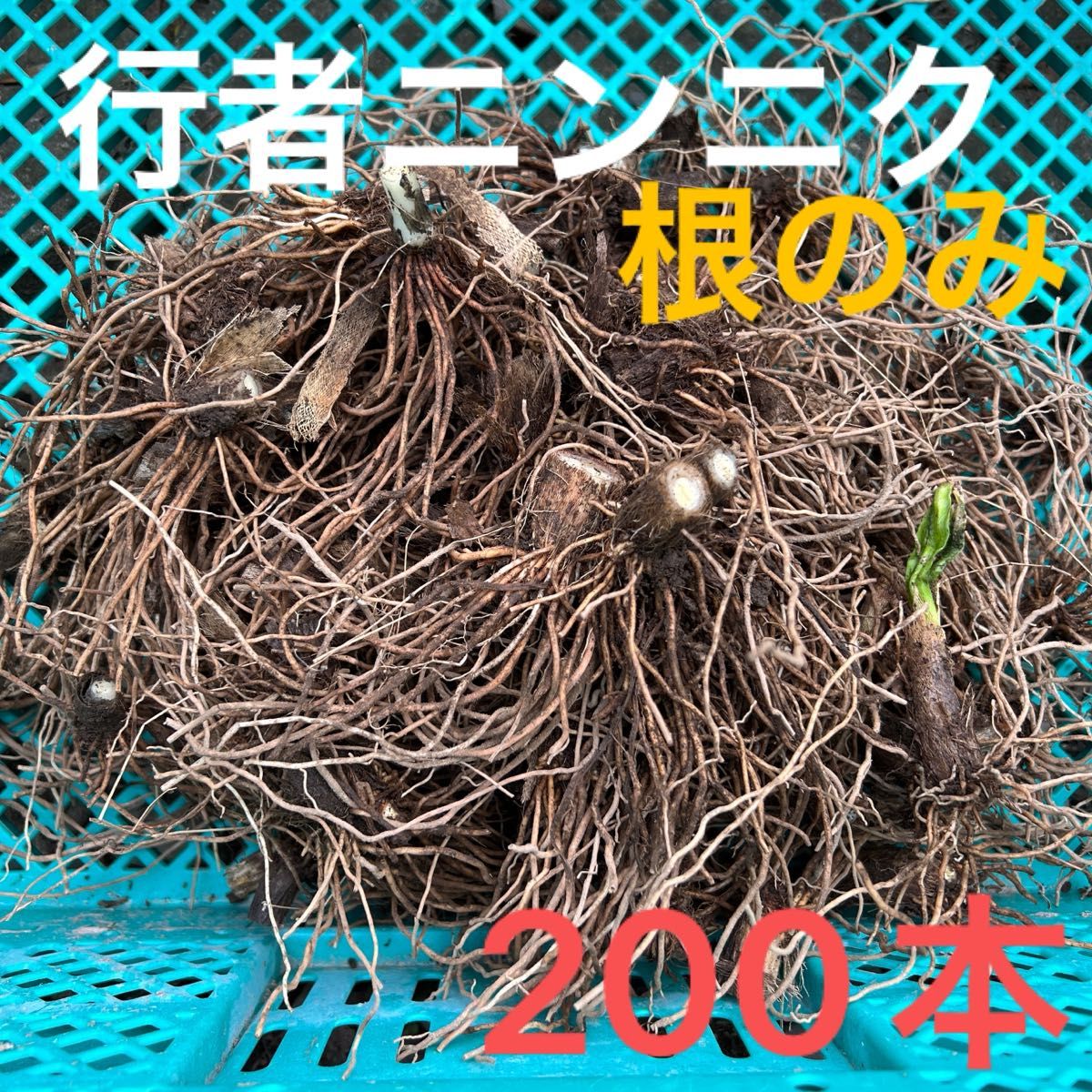 山菜の球根 野菜 行者ニンニク 根のみ 苗 球根 200本 山菜の球根 野菜 行者ニンニク 根のみ 苗 球根 200本|Yahoo