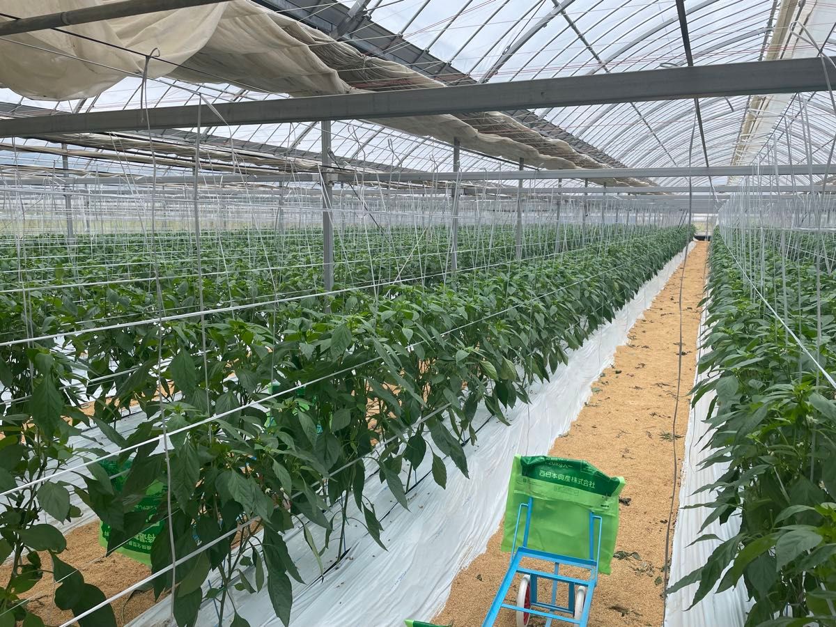 朝獲れ新鮮産地直送！高知県産ピーマン14キロ送料込み　安心安全の減農薬栽培！ 