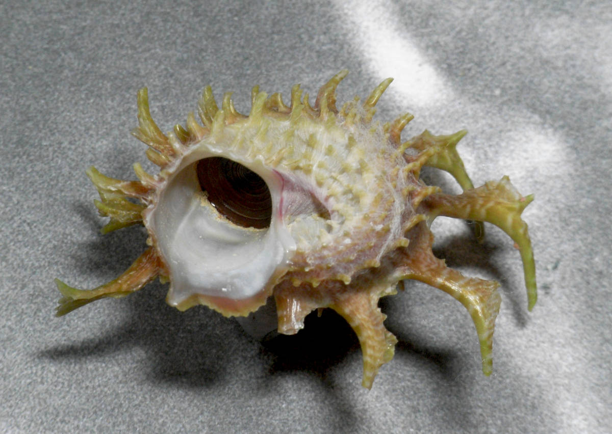 貝の標本 Angariaa sphaerula 49mm.w/o._画像2