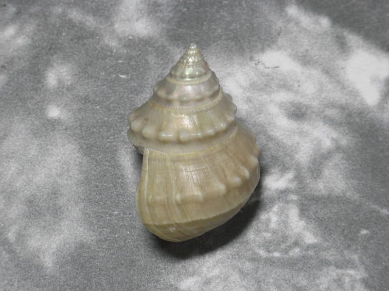 貝の標本 Bathbembix argenteonitens 44.5mm &30mm.w/o. 台湾_画像2