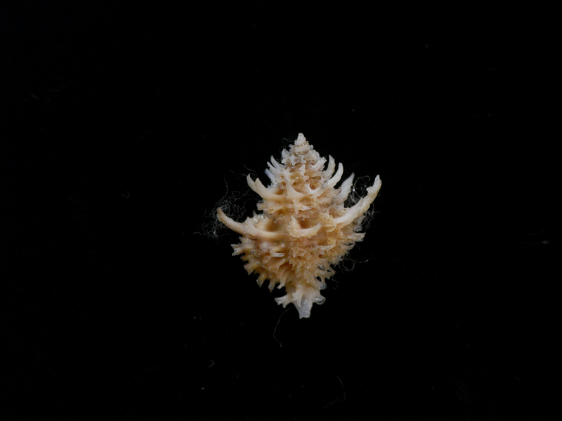 貝の標本 Favarita judithae 18mm.の画像1