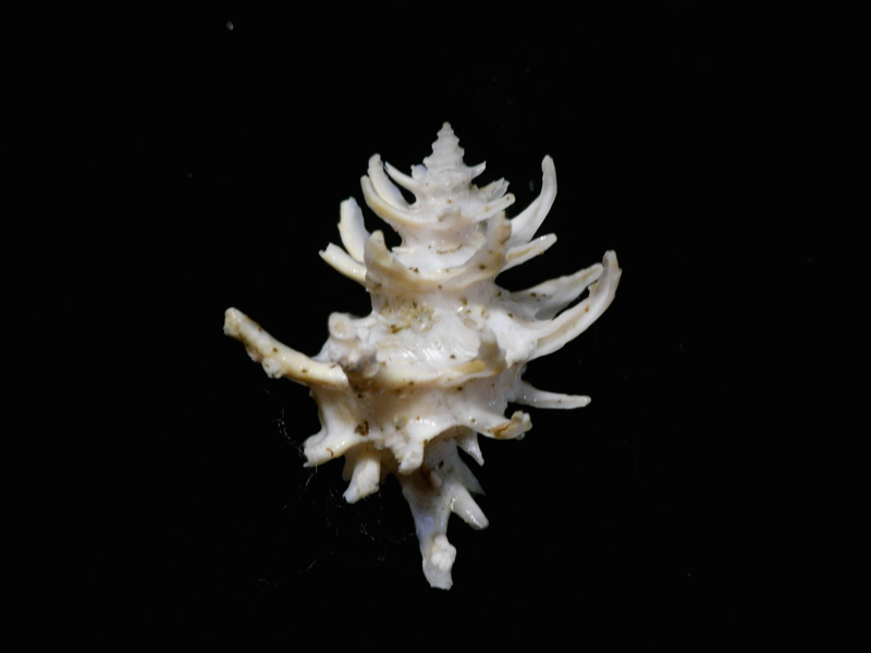 貝の標本 Babelomurex spinosus 31mm.台湾_画像1