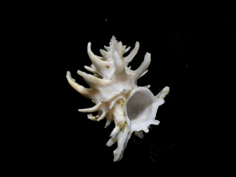 貝の標本 Babelomurex spinosus 31mm.台湾_画像2