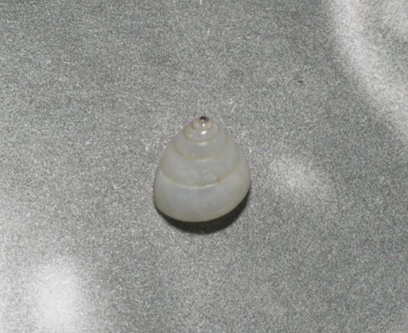 貝の標本 Satsuma careocaecum 14.8mm.Taiwan_画像1