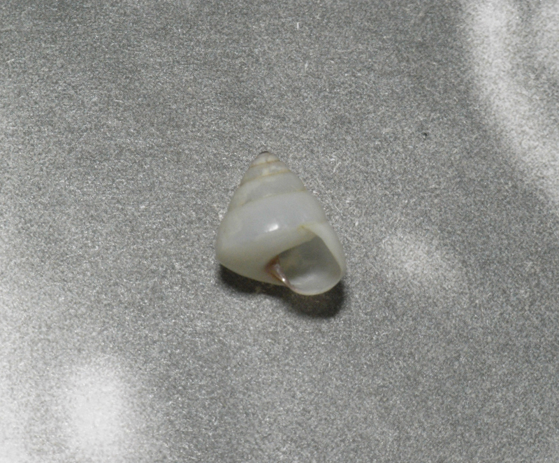 貝の標本 Satsuma careocaecum 14.8mm.Taiwan_画像3
