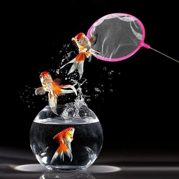 水槽用ジンコバクテリア取りネット魚を掬う鑑賞魚金魚エビ水槽たも網釣りネット網釣具掃除粗い目sサイズ 10点セット日本代购 买对网 水槽用ジンコバクテリア取りネット魚を掬う鑑賞魚金魚エビ水槽たも網釣りネット網釣具掃除粗い目sサイズ 10点セット日本代购 买对网