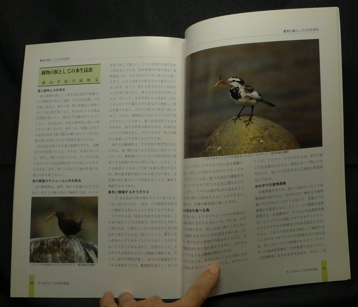 [ супер редкий ][ прекрасный товар ] старая книга водный насекомое. мир в воде. маленький насекомое .. эпоха Heisei 11 отчетный год лето специальный выставка альбом с иллюстрациями Sagamihara город . музей 