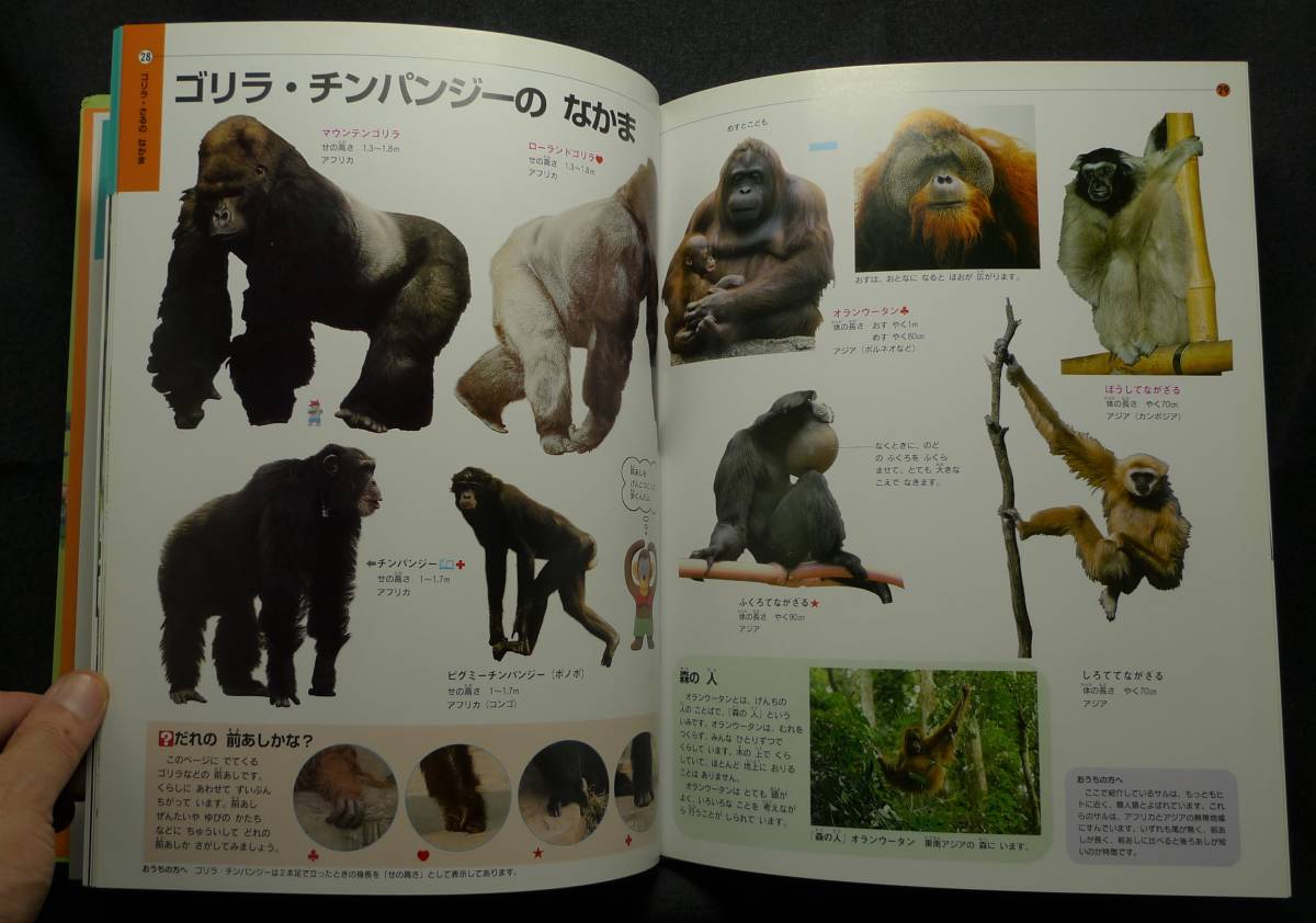 ヤフオク 超希少 美品 古本 どうぶつ ふしぎ びっ ヤフオク 超希少 美品 古本 どうぶつ ふしぎ びっ
