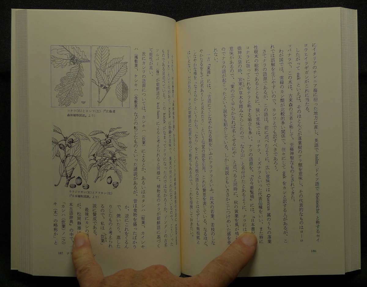 【超希少】【新品並美品】古本　木の名の由来　東書選書１３１　著者：深津正・小林義雄　東京書籍（株）_画像9