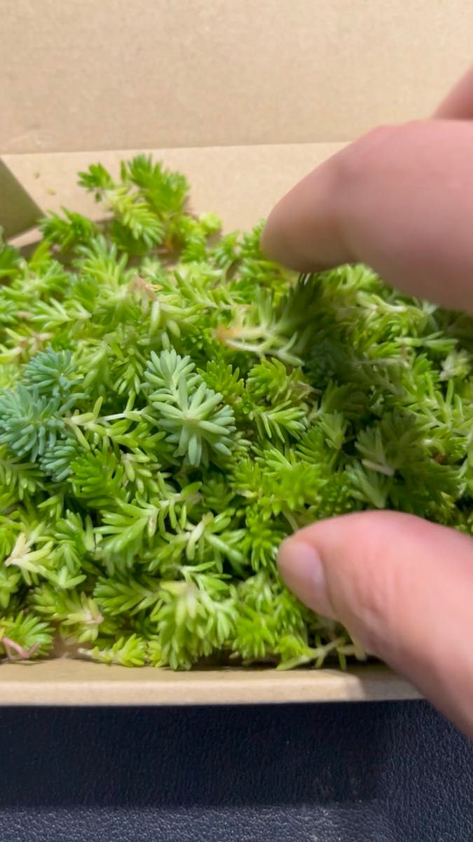 多肉植物 セダム パリダム カット 小型ダンボール(141×94×28mm)にいっぱい