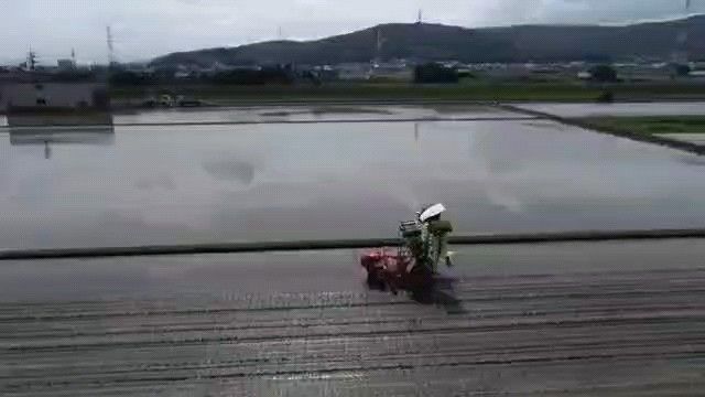 おいしい国産米 朝日米 つやつや 米5キロ×4計20kg 100%単一原料米 農家直送 白米
