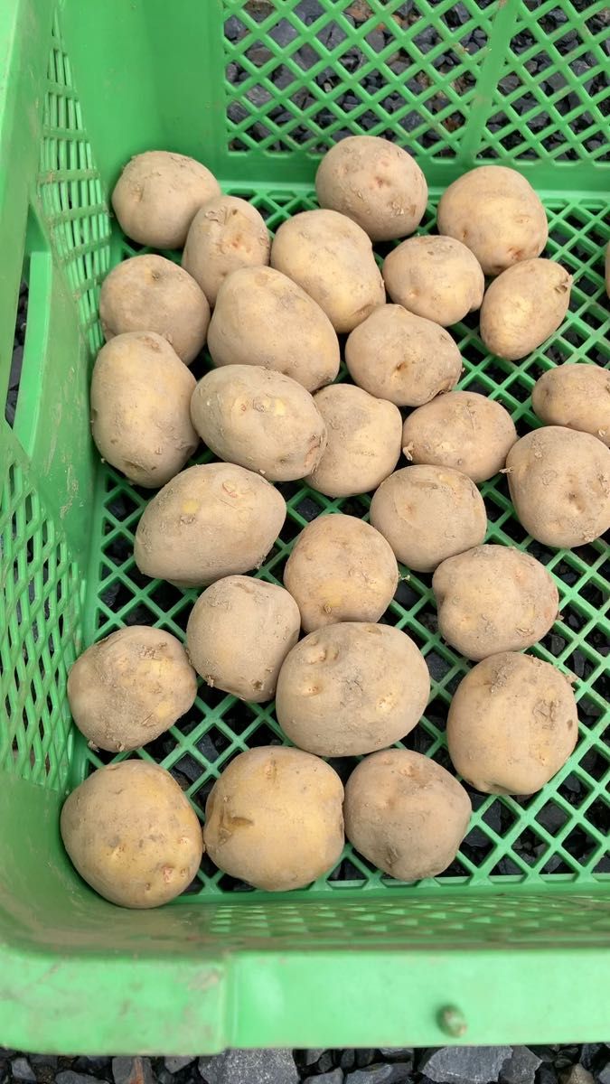 新じゃがいも、キタアカリ、ホッカイコガネの2種類です。無農薬栽培で、育てました。箱サイズ80のダンボールにて、9キロくらいの発送