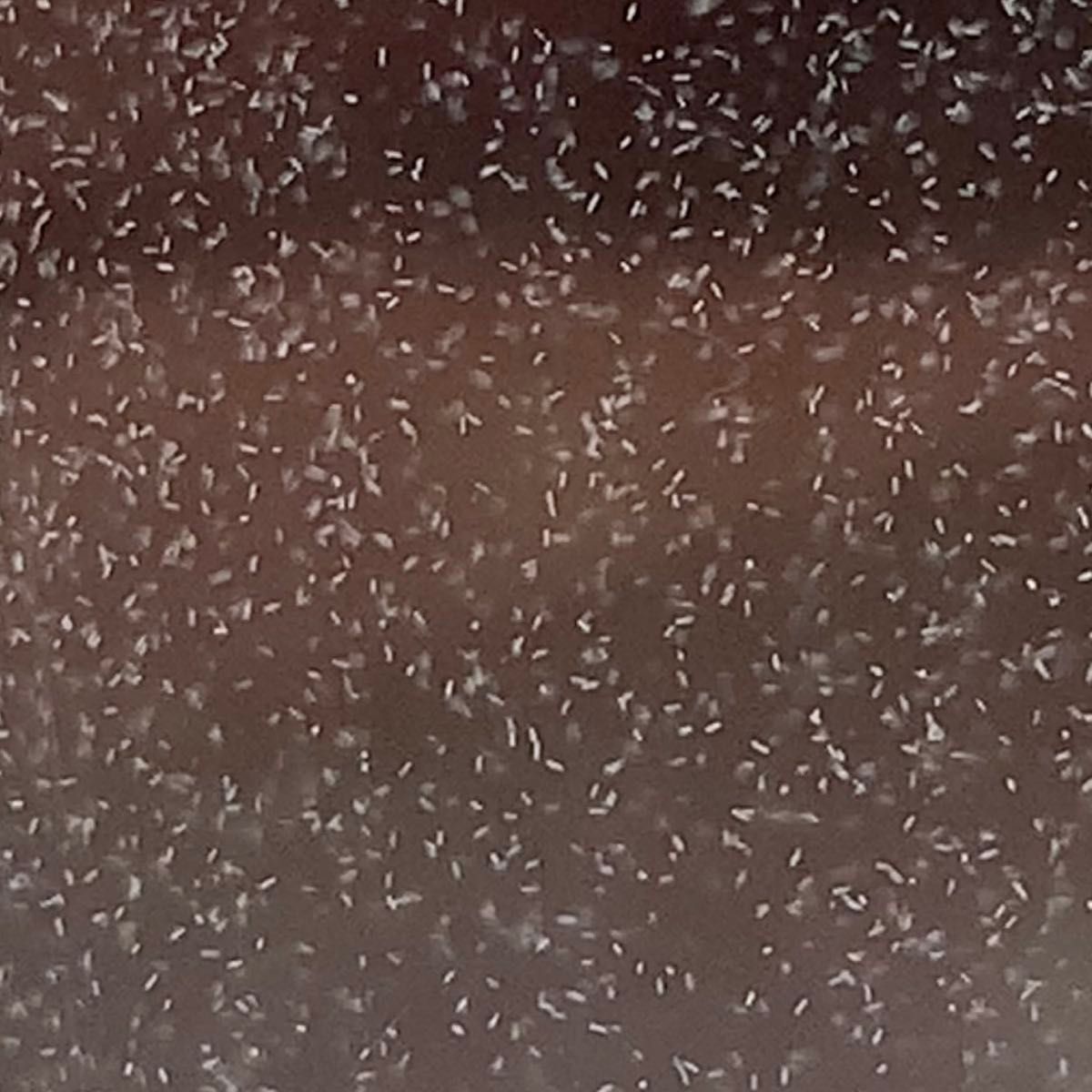 ゾウリムシ種水900ml濃縮