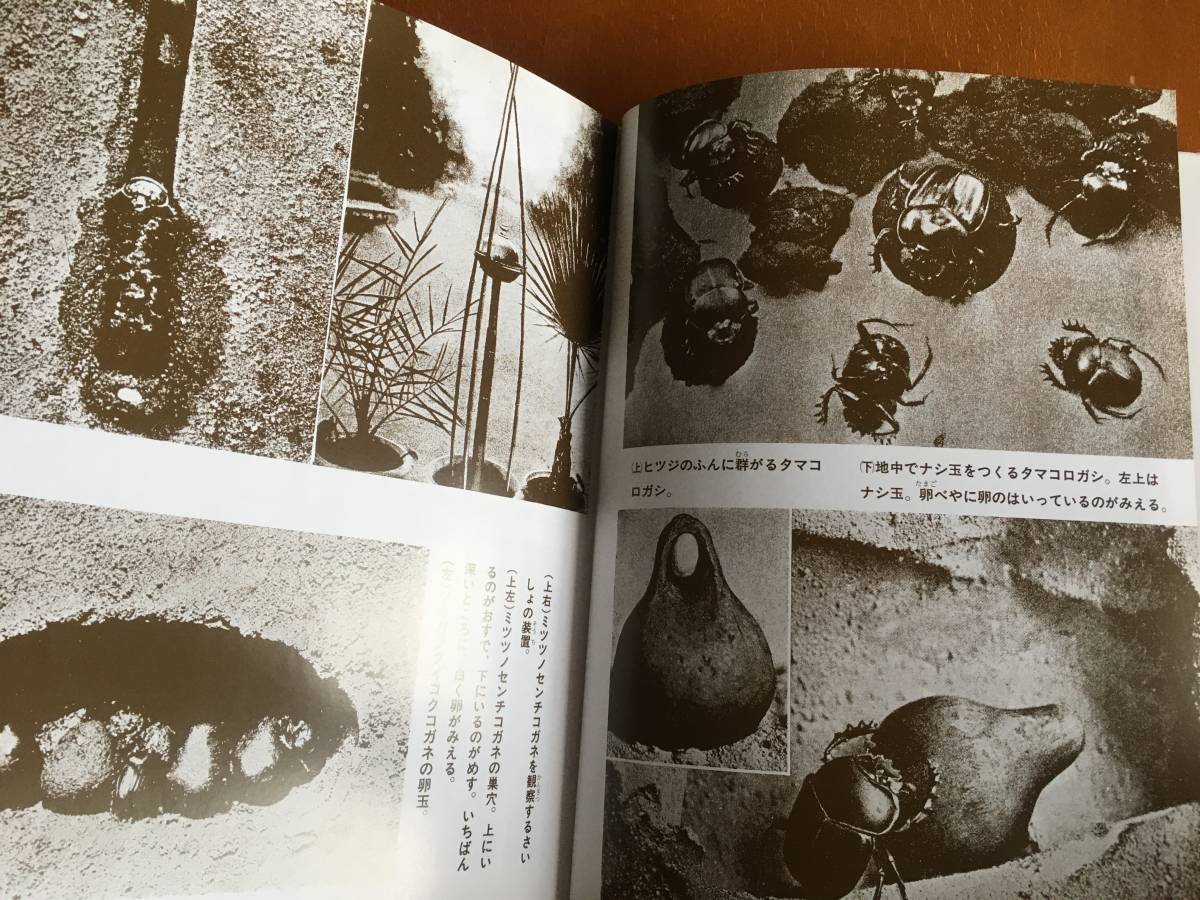 Paypayフリマ 少年少女 ファーブル昆虫記 1 玉ころがしの観察 理学博士 あかね書房 児童書 小学生 昆虫 中学受験 塾 教材 判定テスト 読書感想文 Paypayフリマ 少年少女 ファーブル昆虫記 1 玉ころがしの観察 理学博士 あかね書房 児童書 小学生 昆虫 中学受験 塾 教材 判定テスト 読書感想文