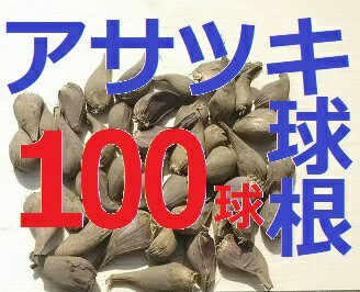 北海道産 アサツキ 球根 100球  あさつき 浅葱 アサヅキ 苗 山菜 野菜 