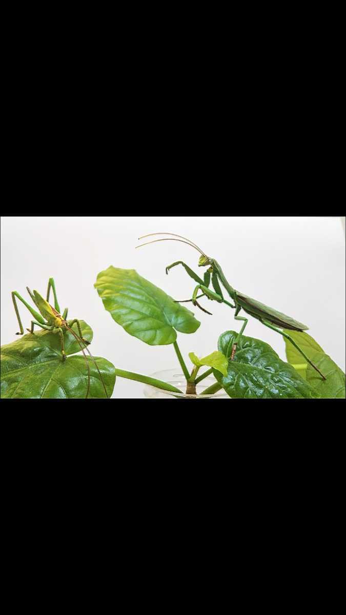 原色日本昆虫図鑑 オオカマキリとハタケノウマオイのセット|生き物 原色日本昆虫図鑑 オオカマキリとハタケノウマオイのセット|生き物