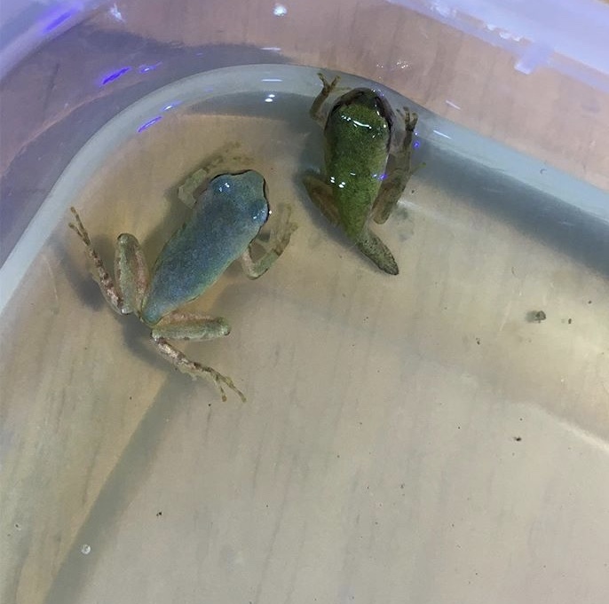 ヤフオク アマガエル おたまじゃくし 青いアマガエルに出