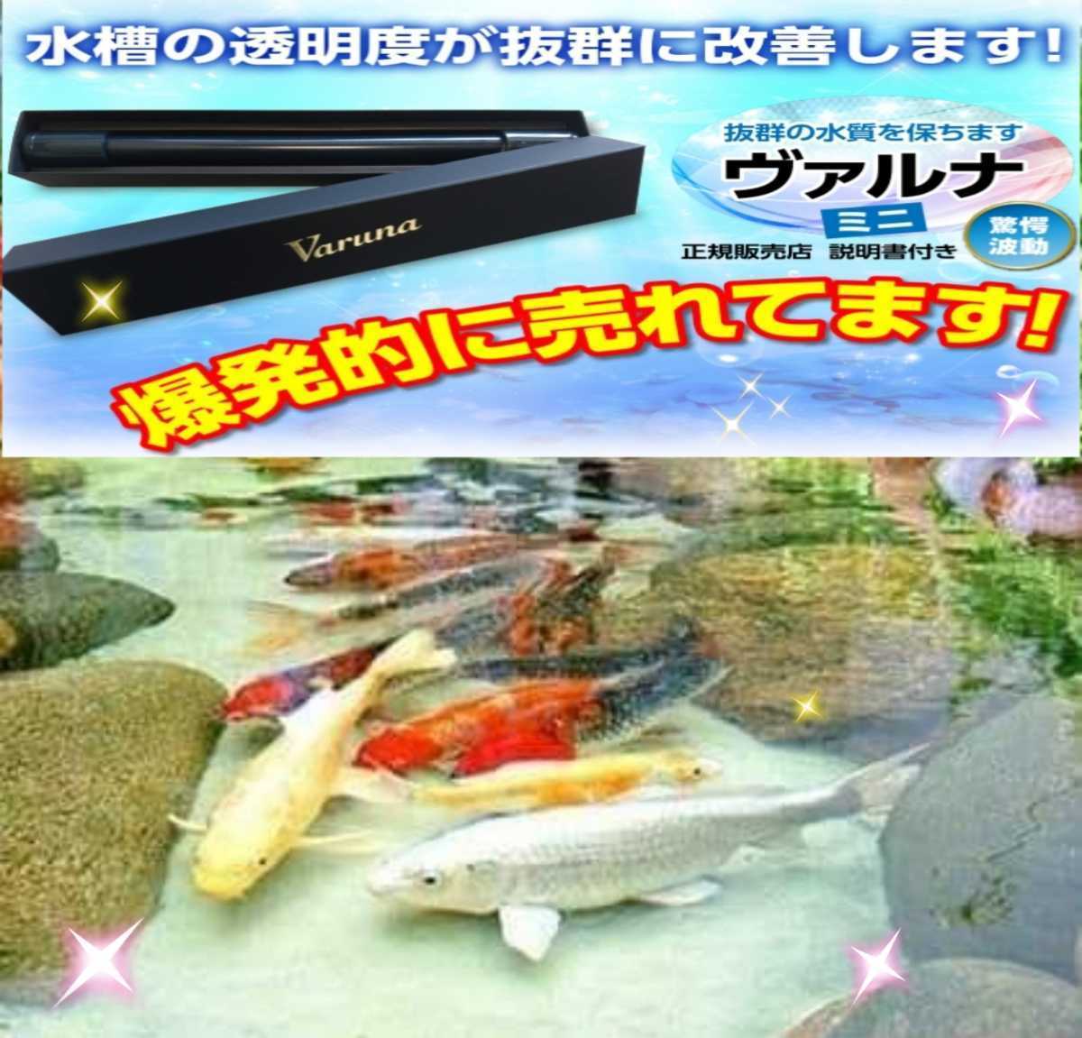 ヤフオク 水槽の水質改善に ヴァルナミニ23センチ 有害 ヤフオク 水槽の水質改善に ヴァルナミニ23センチ 有害