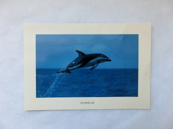 ヤフオク 水口博也 ポストカード イルカ ジャンプ 海 写真 ヤフオク 水口博也 ポストカード イルカ ジャンプ 海 写真
