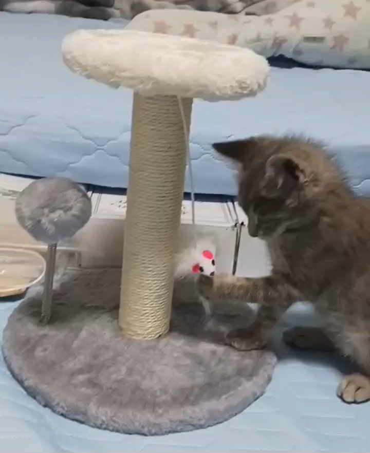 猫用爪とぎ ミニキャットタワー ブラウン